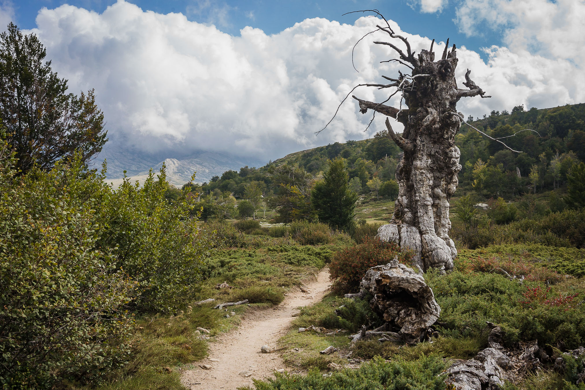 Corsica_LL_51_DSC09609